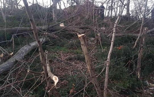 Kestiği ağacın altında kalan yaşlı adam hayatını kaybetti