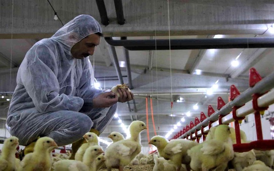 Şehir hayatından sıkılan Elazığlı, devletten aldığı destek ile 160 bin tavukluk çiftlik kurdu