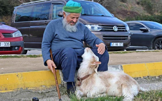 Bu keçi inatçı değil, 'Nazlı'