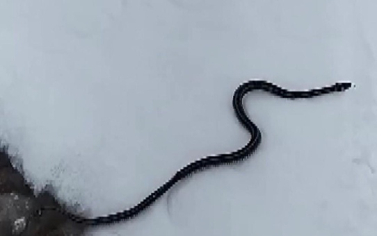 Kar üzerinde görüntülenen yılan bilim dünyasını şaşırttı