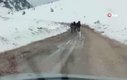 Karlı dağda yoluna çıkan yılkı atları için saman taşıdı