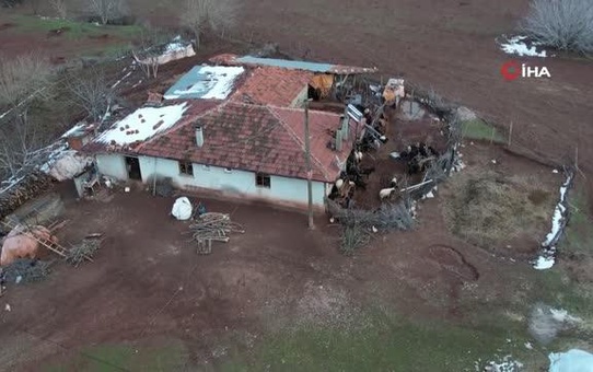 Aşı yapılan 150 keçilerinden 70'i telef olan çoban aile gözyaşlarına boğuldu