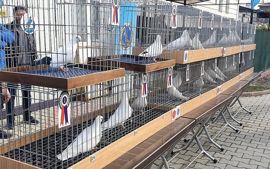 Denizli'nin en güzel güvercinleri yarışmayla belirlendi