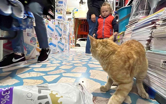 Akşam dükkan kapanırken geliyor sabaha kadar gitmiyor