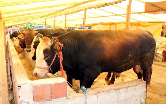 Besiciler uyardı, kurbanlık hisse satan marketlere dikkat
