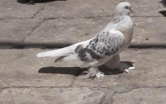 Şanlıurfalı kuşçu Mahmut, 45 yıldır güvercin besliyor