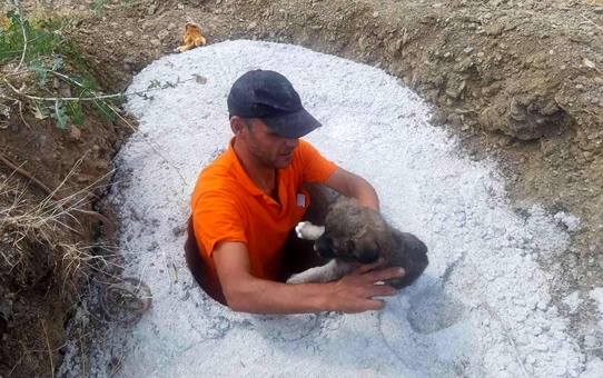 Konya'da direk çukuruna düşen yavru köpekler kurtarıldı