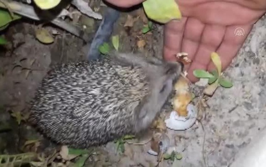 Evinin bahçesine gelen kirpiyi eliyle besliyor