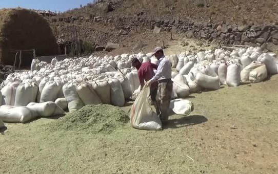 Muş'ta çiftçiler hayvanları için kışlık yem mesaisine başladı