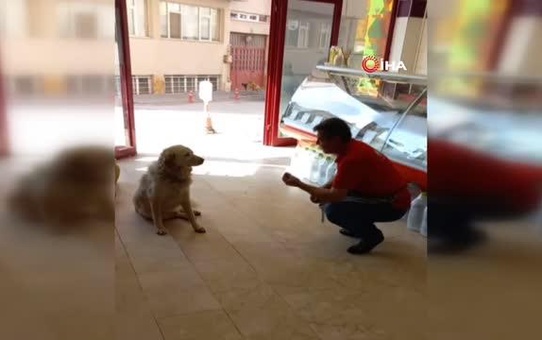 Kasabın, kendisini kazadan kurtaran köpeğe hayat dersi verdiği diyaloglar gülümsetti