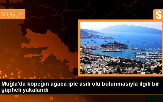 Muğla'da köpeğin ağaca iple asılı ölü bulunmasıyla ilgili bir şüpheli yakalandı