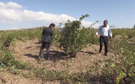Nevşehir'de dolu ve selden zarar gören köylerde hasar tespit çalışması