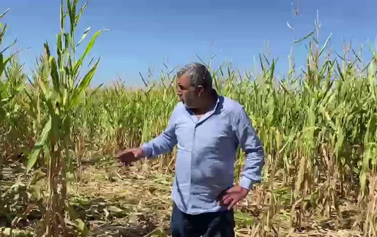 Sivaslı Üretici, Tarsim'in Zararını Karşılamadığını İddia Etti: 'Tarsim Yüzde 8'e Kadarlık Hasardan Kendisini Muaf Tutmuş'
