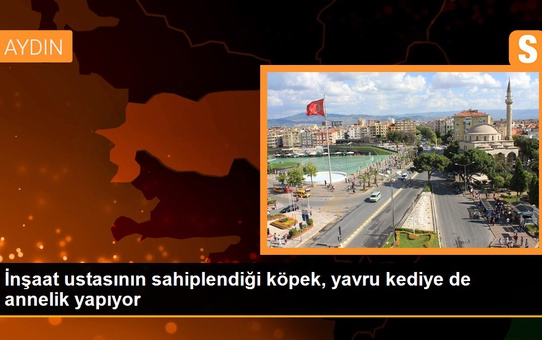 İnşaat ustasının sahiplendiği köpek, yavru kediye de annelik yapıyor