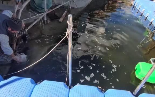 Amatör balıkçılar oltayla 38 ve 43 kilogramlık yayın balıkları yakaladı