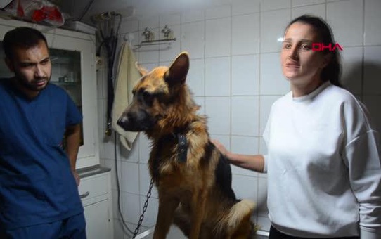 2,5 aydır kayıp köpeği, mikroçip sayesinde bulundu