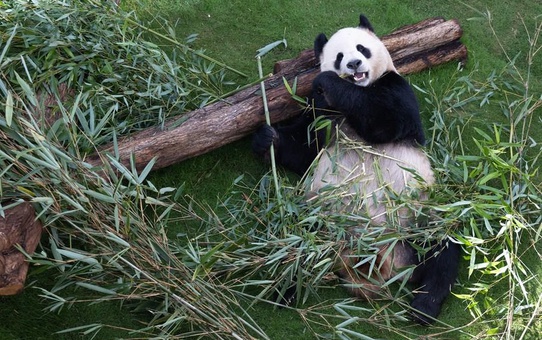 Çinli Dev Pandalar, Dünya Kupası Öncesi Doha'nın İlk Panda Evi'nde Halkla Buluştu