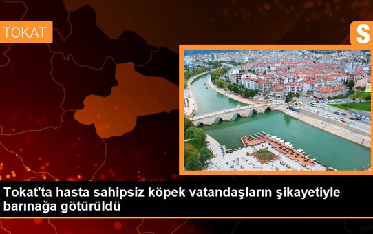 Tokat'ta hasta sahipsiz köpek vatandaşların şikayetiyle barınağa götürüldü