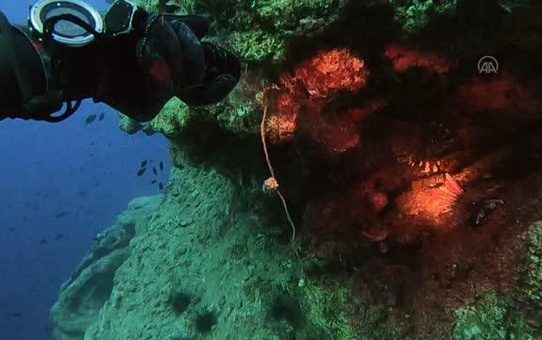 Hatay mutfağının yeni lezzeti Aslan balığı