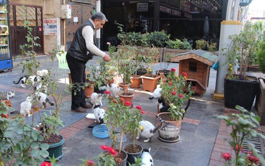 İŞ YERİ ÖNÜNDE 40 KEDİYE BAKIYOR; 160 DA SAHİPLENDİRDİ