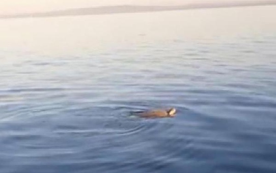 ÇANAKKALE'DE BOĞAZDA GÖRÜLEN CARETTA CARETTA, MARMARA İÇİN UMUT OLDU