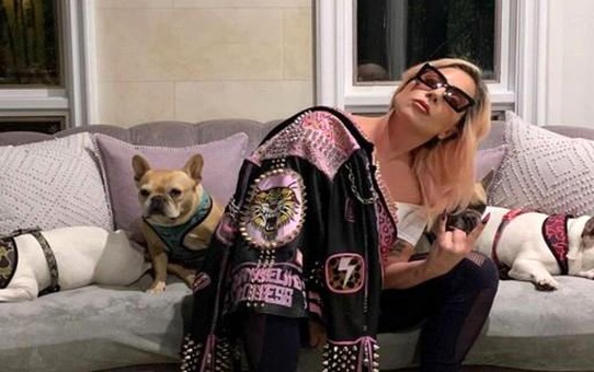 Lady Gaga... KÖPEKLERİNİ KAÇIRAN SALDIRGANA HAPİS CEZASI!..