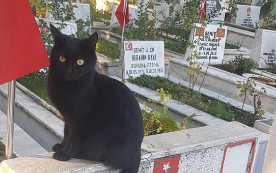 Kahramanmaraş'ta fenomen oldu! Türk bayrağını öpen kediye beğeni yağdı