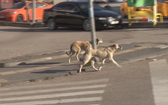 Çankayalılar başı boş köpeklere çözüm bulunmasını istiyor