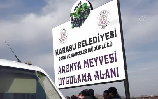 Atıl arazi aronya ekimiyle tarıma kazandırıldı