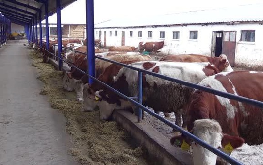 AFYONKARAHİSAR - Babasının izinden giden ziraat mühendisi, devlet desteğiyle hayvan yetiştiriciliği yapıyor