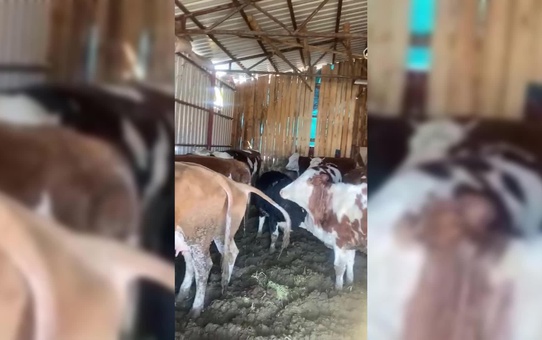 Kahramanmaraşlı Besici: Yem Sorunumuz Çok Büyük