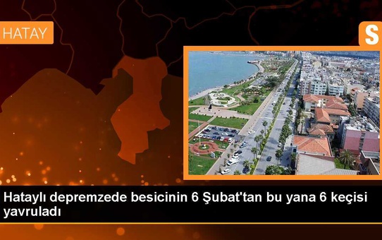 Hataylı depremzede besicinin 6 Şubat'tan bu yana 6 keçisi yavruladı
