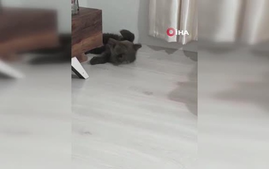 Bebek bezli yavru ayı 'Yogi' evin maskotu oldu