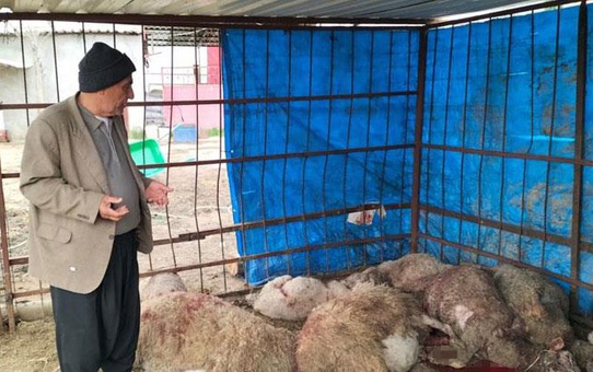 Sabah ahıra giren besici gördükleri karşısında şoke oldu: Daha önce böyle bir şey yaşamadık