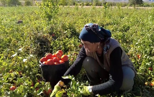 Üniversite mezunu kadın çiftçi Erzincan'da 70 ton domates üretiyor