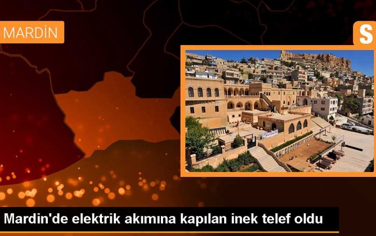 Mardin'de elektrik akımına kapılan inek telef oldu