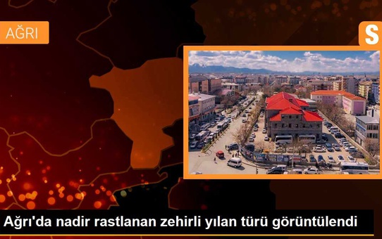 Ağrı'da nadir rastlanan Wagner engereği cep telefonu kamerasıyla görüntülendi