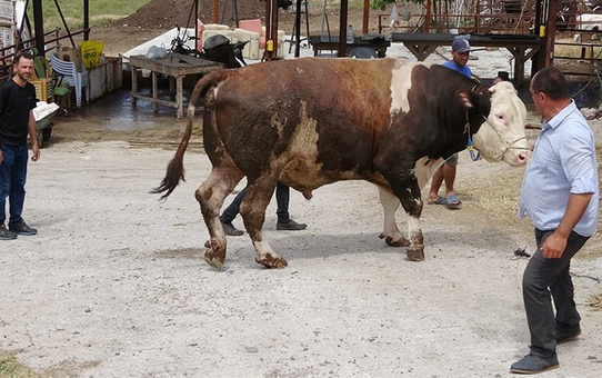 1.6 tonluk Paşa isimli boğa 210 bin TL'ye alıcı buldu