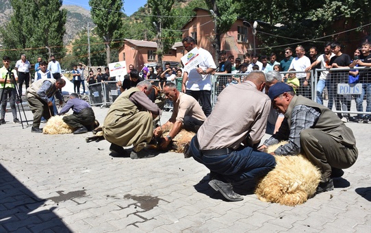 Şırnak'ta Geleneksel Kuzu Kırpma Kültür ve Yayla Festivali düzenlendi