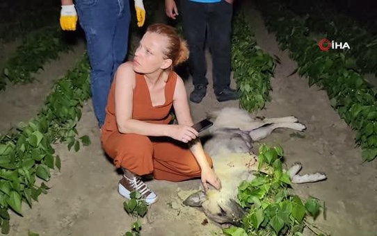 Doğum yapmış köpeği av tüfeği ile vurarak öldürdüler