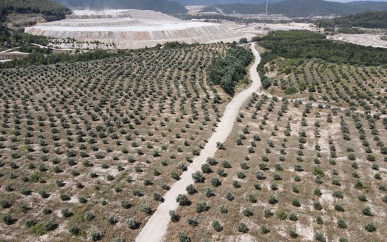 YK Enerji, Muğla'da 3 Milyon Ağaç Dikti