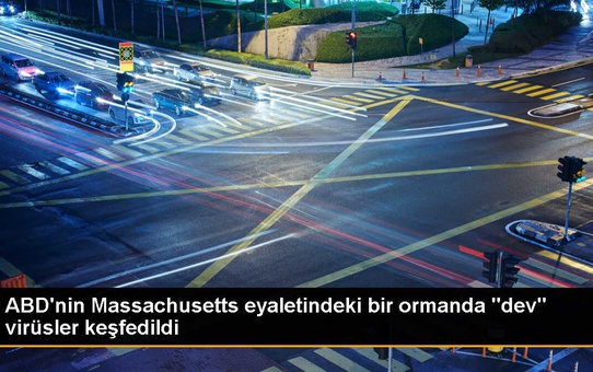 ABD'de Harvard Ormanı'nda dev virüsler keşfedildi