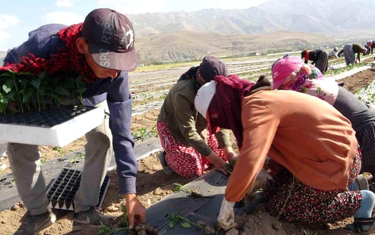 Van'da mevsimlik tarım işçileri sıcaklara rağmen çalışmaya devam ediyor