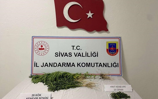 Sivas'ta Yasa Dışı Kenevir Yetiştiricisi Yakalandı