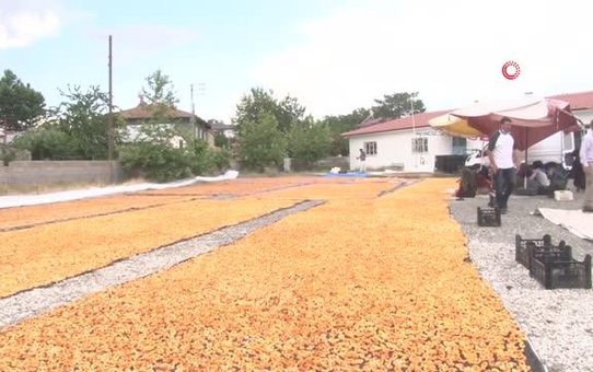 Yaz meyvesi 'kayısı' hasat sonrası kurutulup kışa hazırlanıyor