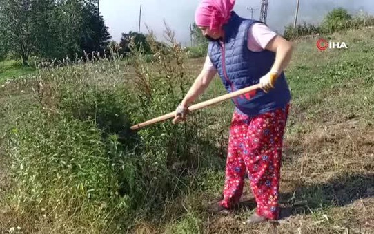 Ordu'da Kuzenlerden Tıbbi Nane Yağı Üretimi
