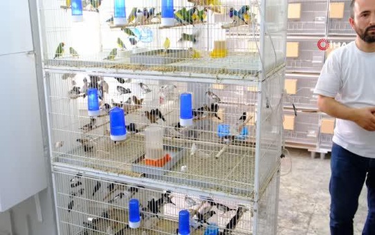 Erzincan'da Egzotik Kuşların Renkli Kur Dansları