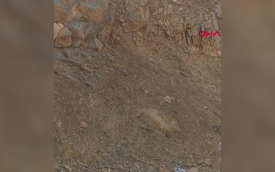 Hakkari'de yaralı ayı elektrik arıza ekipleri tarafından tedavi edildi
