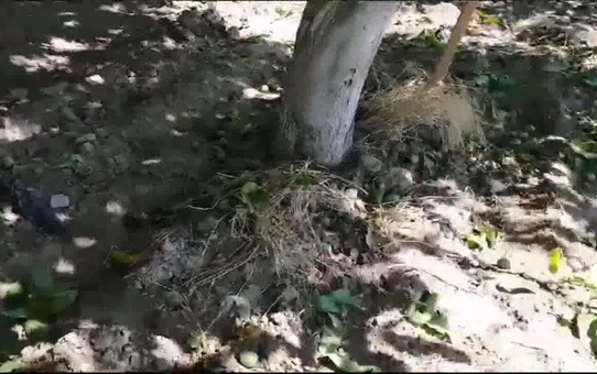 Bergama'da Ceviz ve Zeytin Üreticileri Rekolte Düşüklüğünden Şikayetçi