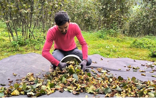 Ordu'da Fındık Hasadı Türküler Eşliğinde Devam Ediyor